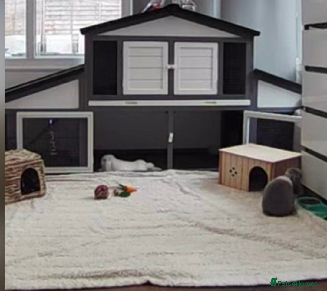 Mini Lop rabbits for sale: Two female rabbits with hutch  - Advert 1