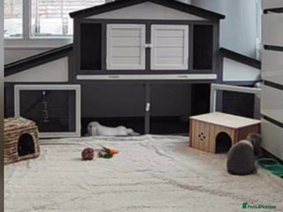 Mini Lop rabbits Two female rabbits with hutch - Advert 1