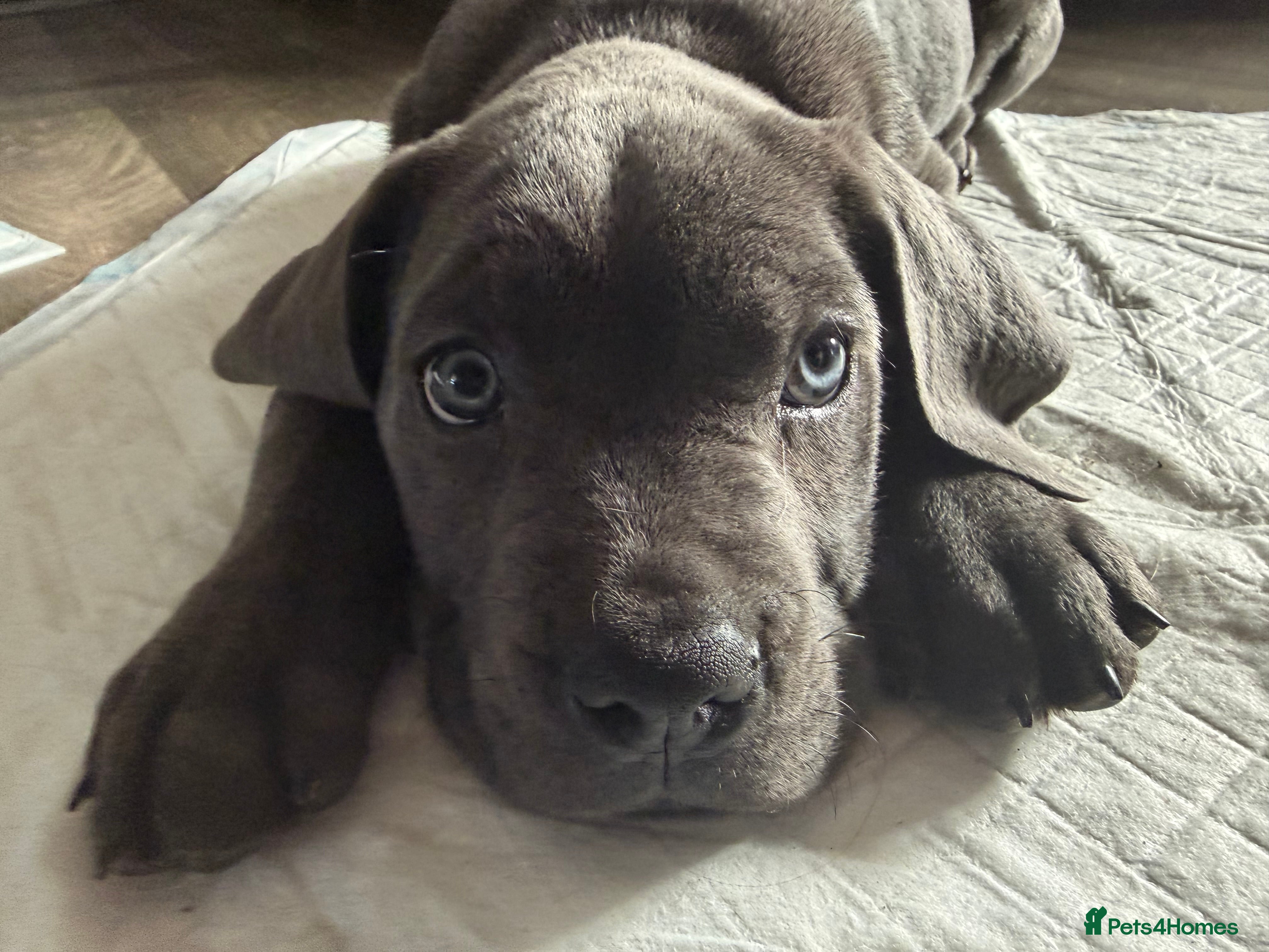 Cane Corso dogs **LAST PUPPY** Beautiful chunky Cane Corso - Advert 12