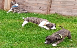 Whippet dogs for sale: Quality KC reg Whippet Puppies - Image 25