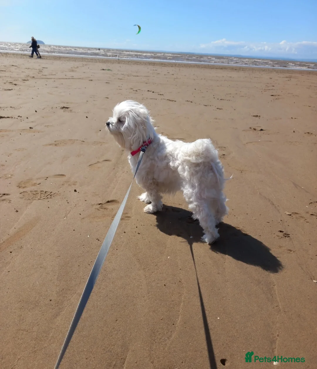Maltese dogs for sale: 6 months old Maltese - Advert 3