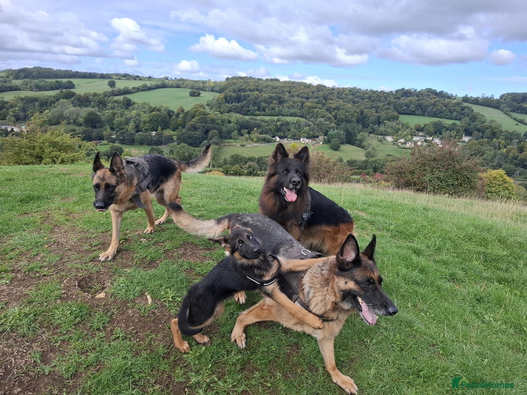 German Shepherd dogs for sale: Female German Shepherd Pup - Image 6