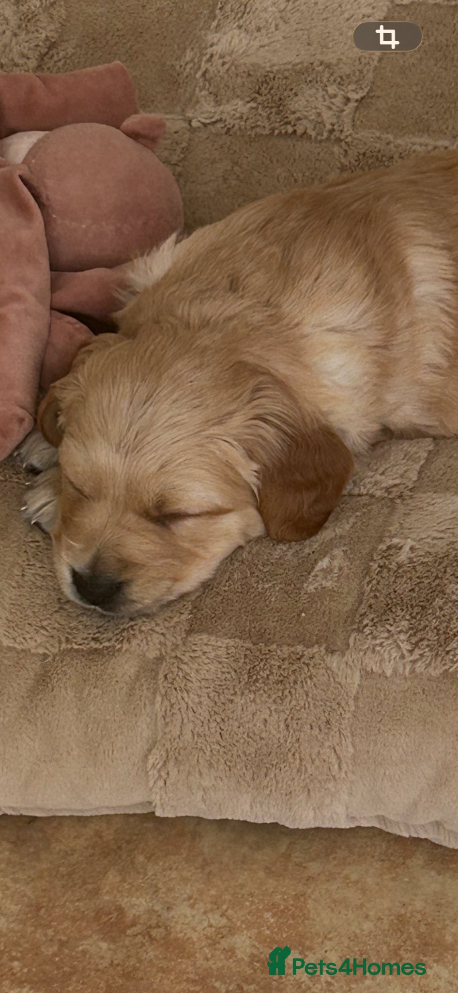 Golden Retriever dogs Beautiful kc reg golden retriever puppies  - Advert 2