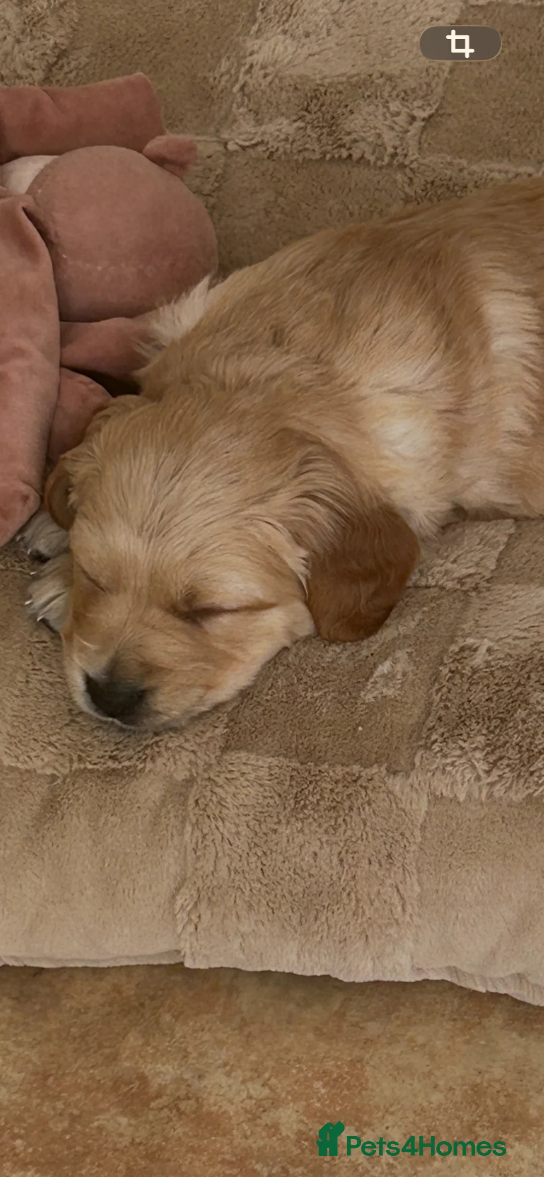 Golden Retriever dogs for sale: Beautiful kc reg golden retriever puppies  - Advert 2