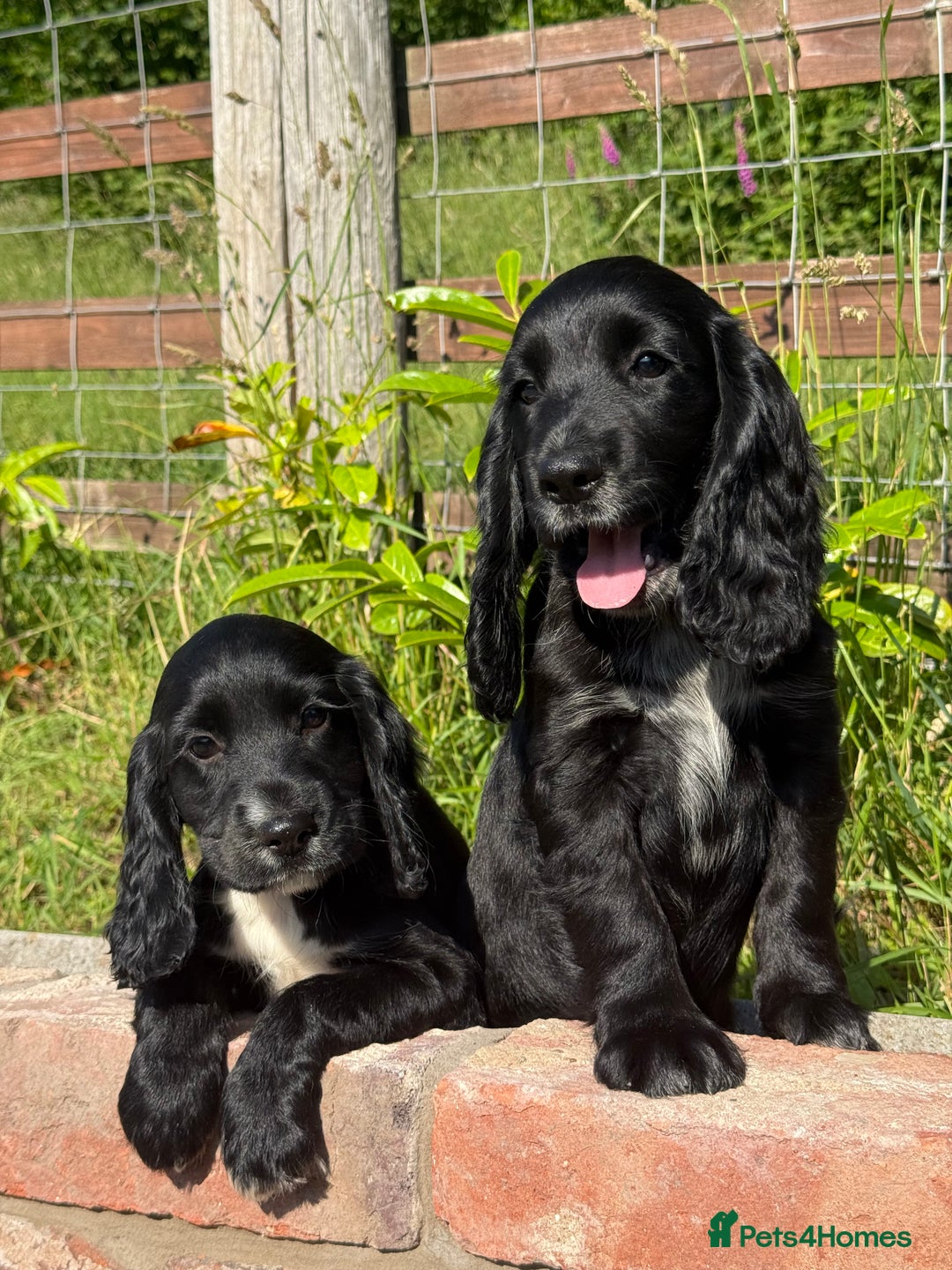Cocker Spaniel dogs for sale: FULLY VACCINATED Black FEMALE cocker spaniel in Mold - Image 10