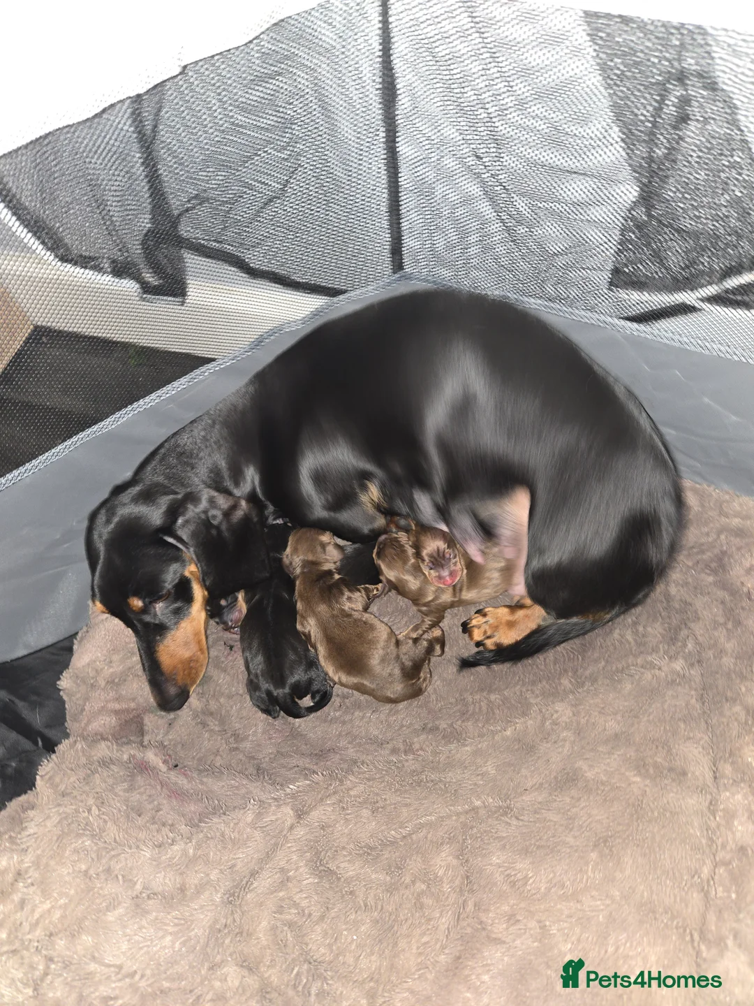 Miniature Dachshund dogs for sale: Miniature dachshund  - Advert 1