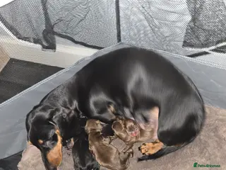 Miniature Dachshund dogs Miniature dachshund - Advert 1