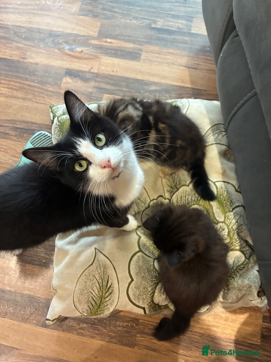 Mixed Breed cats for sale: Mixed breed kittens 2 x females in Hayling Island - Advert 4