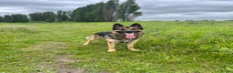 German Shepherd dogs for sale: Cody is looking for a loving home - Advert 3