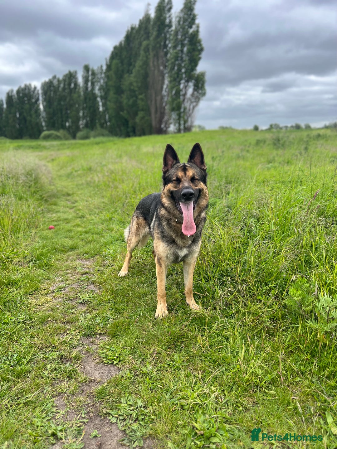 German Shepherd dogs for sale: Cody is looking for a loving home - Advert 3