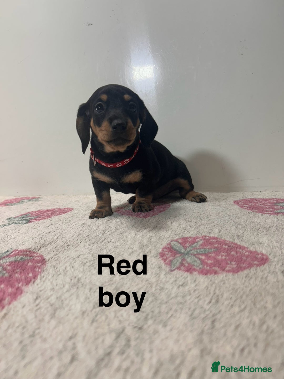 Dachshund dogs for sale: Dachshund pups  - Image 4