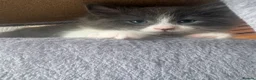 Mixed Breed cats for sale: Gorgeous ragdoll mixed breed  in Pontefract - Advert 13