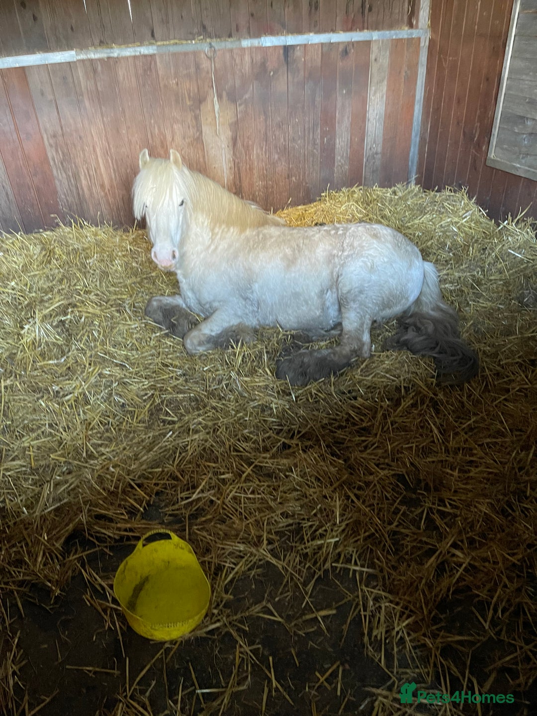 Other Breed horses for sale: 4 year old mini cob gelding  - Image 5