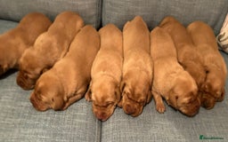Labrador Retriever dogs for sale: Fox Red, Health Tested, KC Reg Lab Puppies - Advert 1