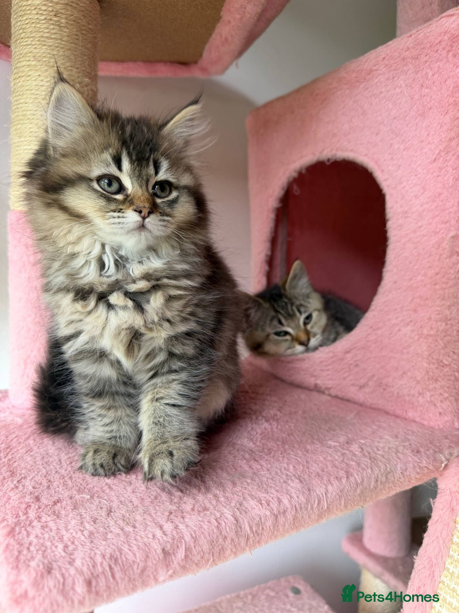 British Longhair cats 5 kittens ready for new family negotiate available - Advert 1