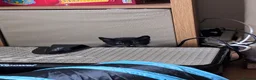 Russian Blue cats for sale: 2 Beautiful Russian Blue x Boys kittens - Advert 3