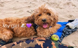 Cockapoo dogs for sale: Beautiful female 11 weeks.  - Image 8