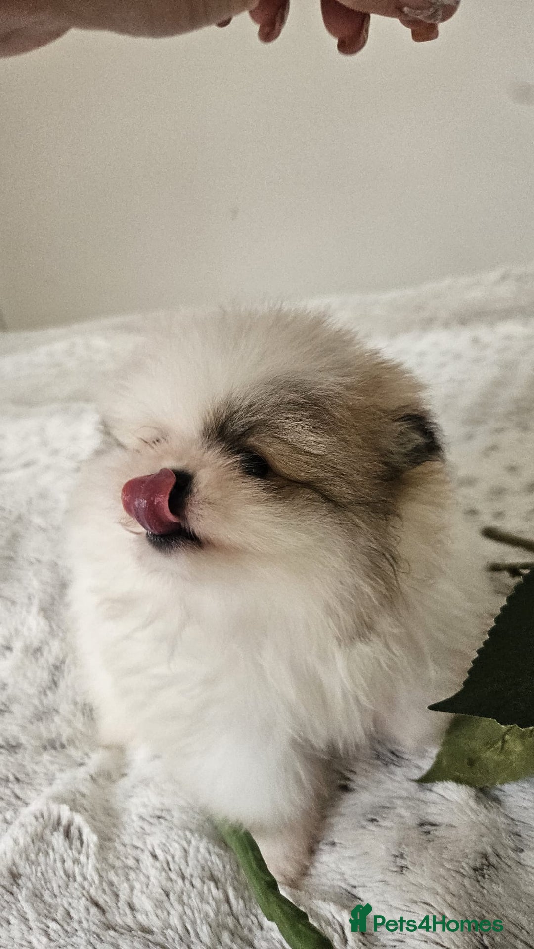 Pomeranian dogs for sale: Little beautiful pomeranians Tamworth  - Advert 20