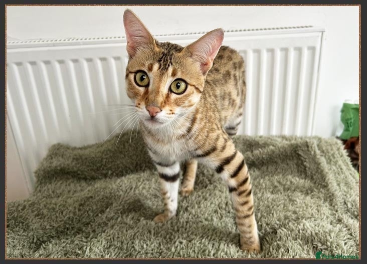 Savannah cats Three beautiful F5 SBT Savannah sisters - Advert 4