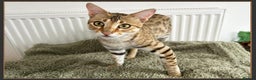 Savannah cats for sale: Three beautiful F5 SBT Savannah sisters - Advert 1