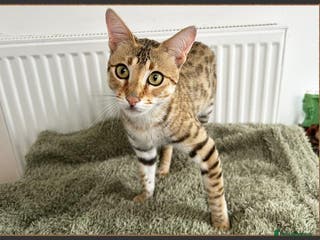 Savannah cats Three beautiful F5 SBT Savannah sisters - Advert 6