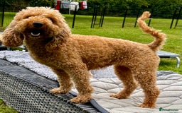 Cockapoo dogs for adoption: CoCo’s Story – Freedom After a Life of Cruelty - Image 4