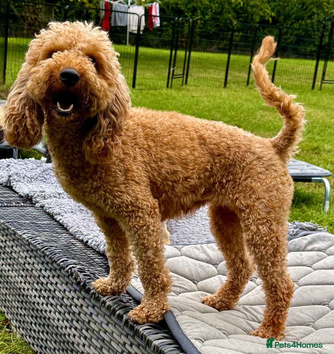 Cockapoo dogs for adoption: CoCo’s Story – Freedom After a Life of Cruelty - Image 4
