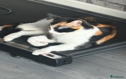 Mixed Breed cats for sale: Kittens for sale  - Image 7