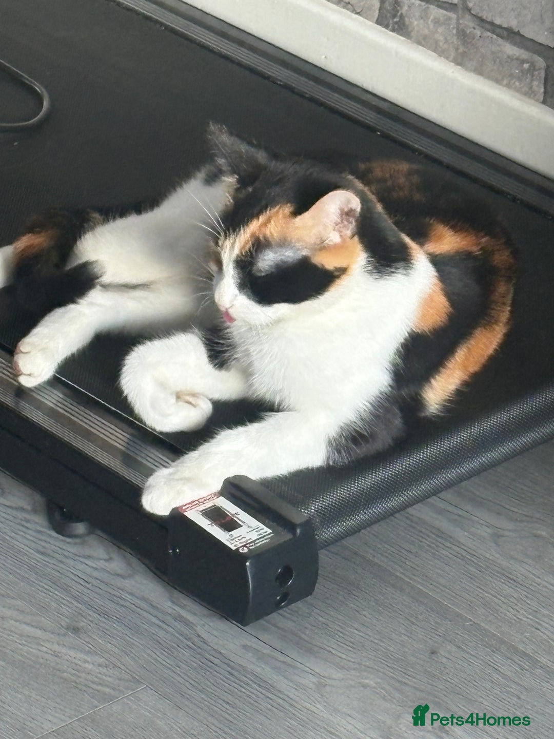 Mixed Breed cats for sale: Kittens for sale  - Image 7