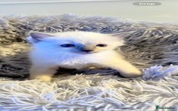 Ragdoll cats for sale: *** 3 Pure Ragdolls Kittens ready to leave *** - Image 13