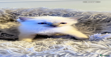 Ragdoll cats - Advert 5