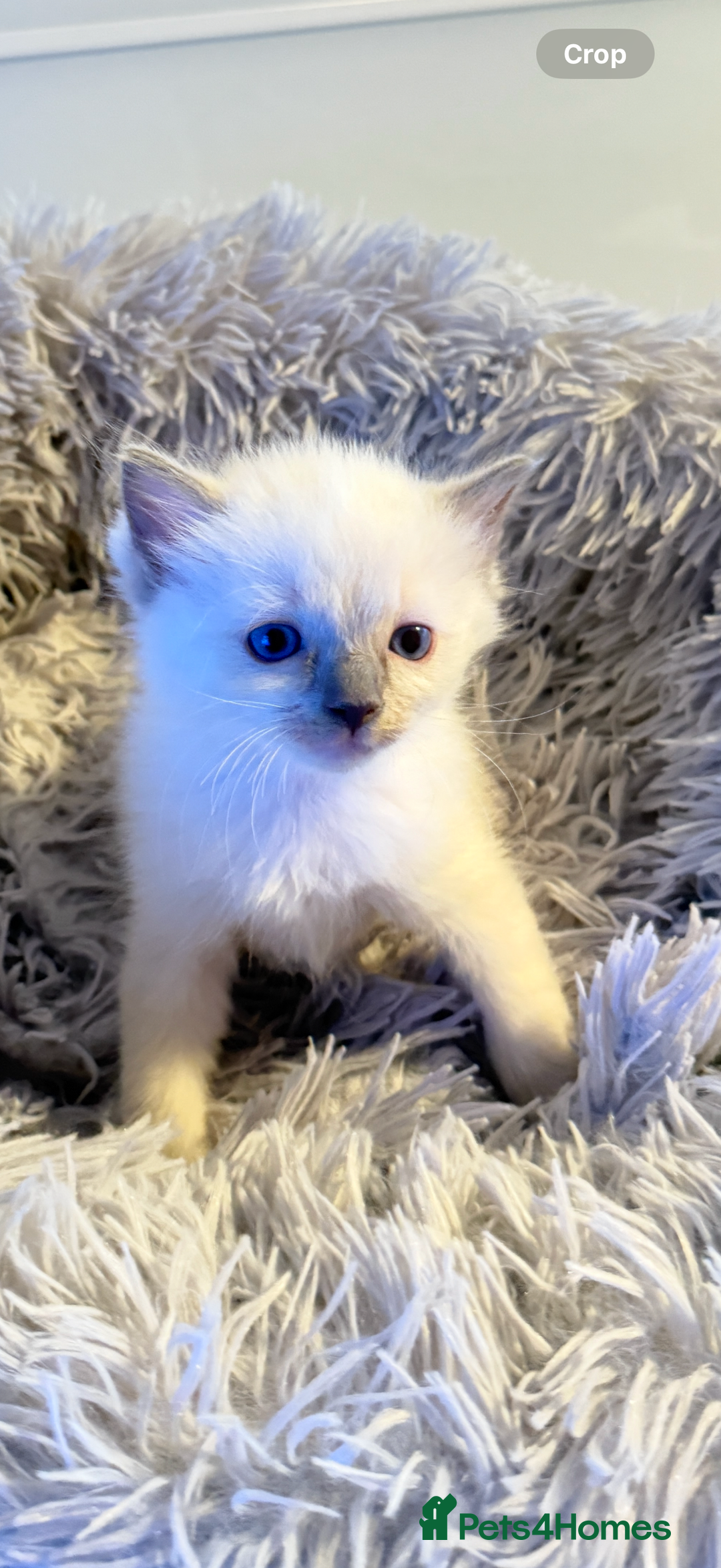 Ragdoll cats for sale: *** 3 Pure Ragdolls Kittens ready to leave *** - Image 13