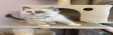 Ragdoll 6