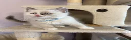 Ragdoll cats for sale: 💙 Stunning Purebred Ragdoll kittens  - Advert 5