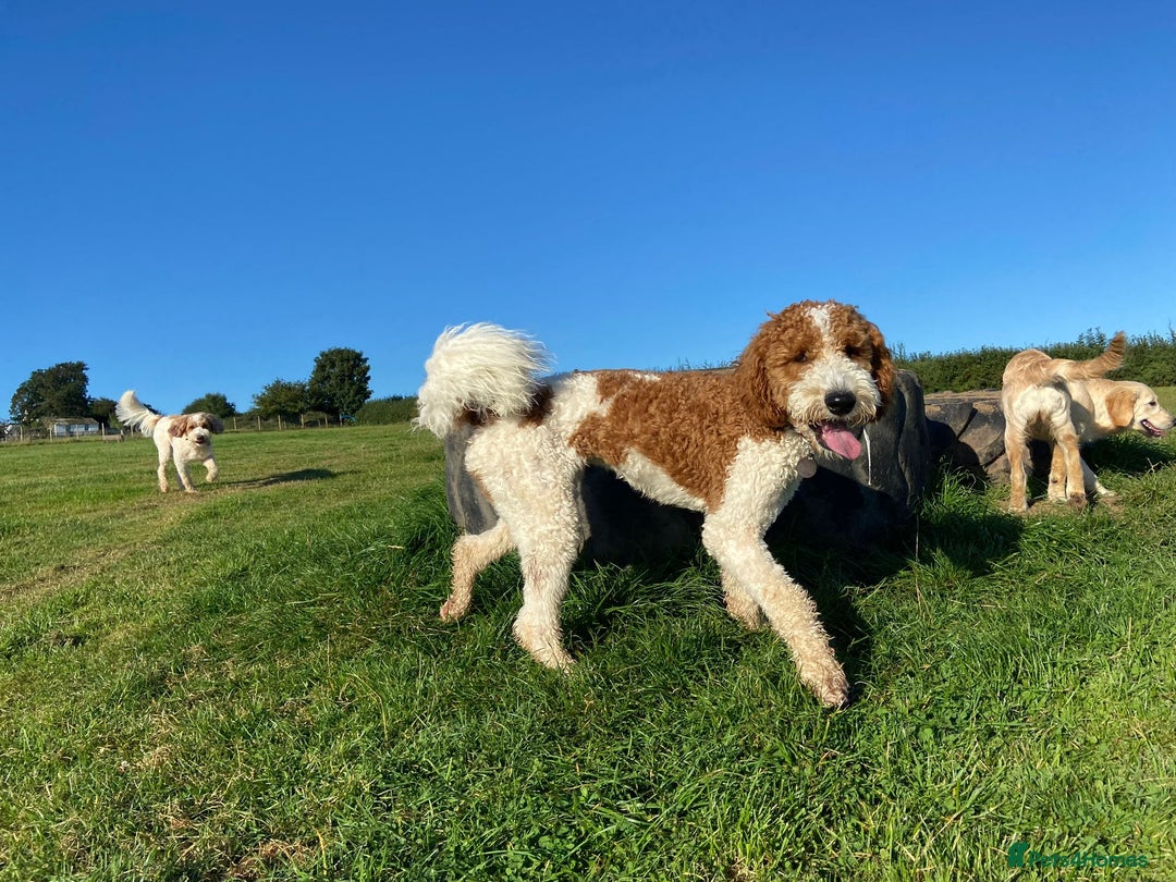 Double Doodle dogs for sale: Parti Double Doodles🐾  - Advert 12