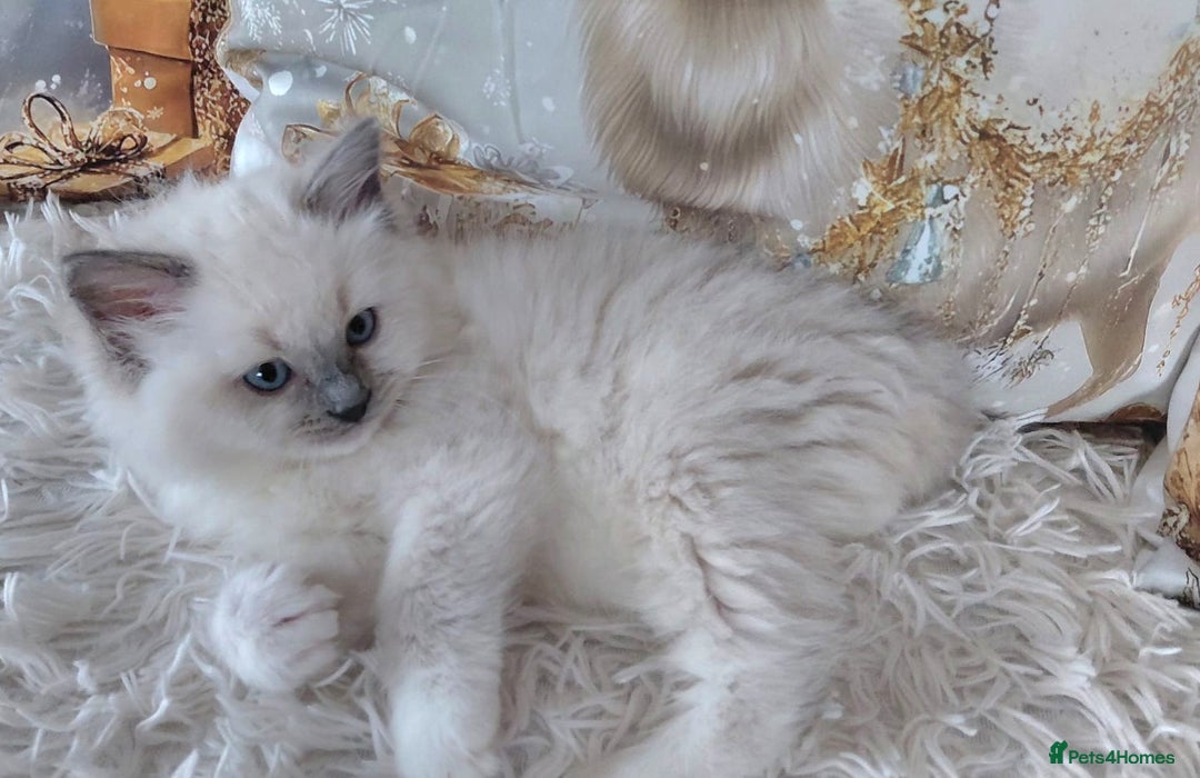 Ragdoll cats for sale: 💕BEAUTIFUL TICA REGISTERED RAGDOLLS KITTENS💕  - Advert 33