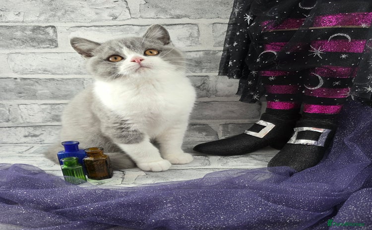 British Shorthair cats - Advert 2