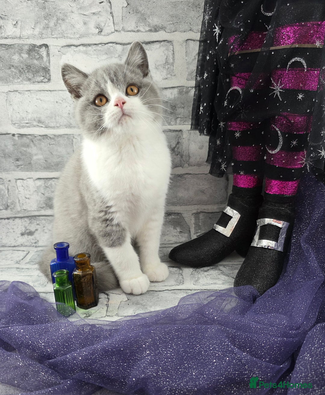 British Shorthair cats for sale: CHAMPION SIRED GCCF REG BSH BLUE BI MALE KITTEN - Image 1