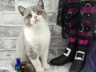 British Shorthair cats - Advert 16