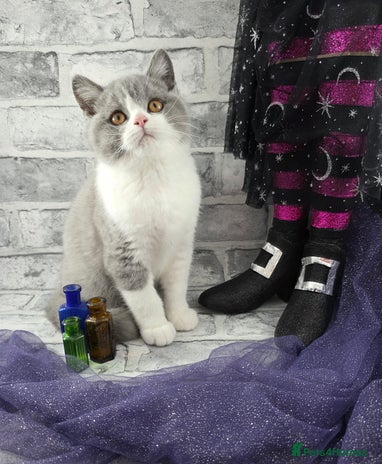 British Shorthair cats - Advert 14