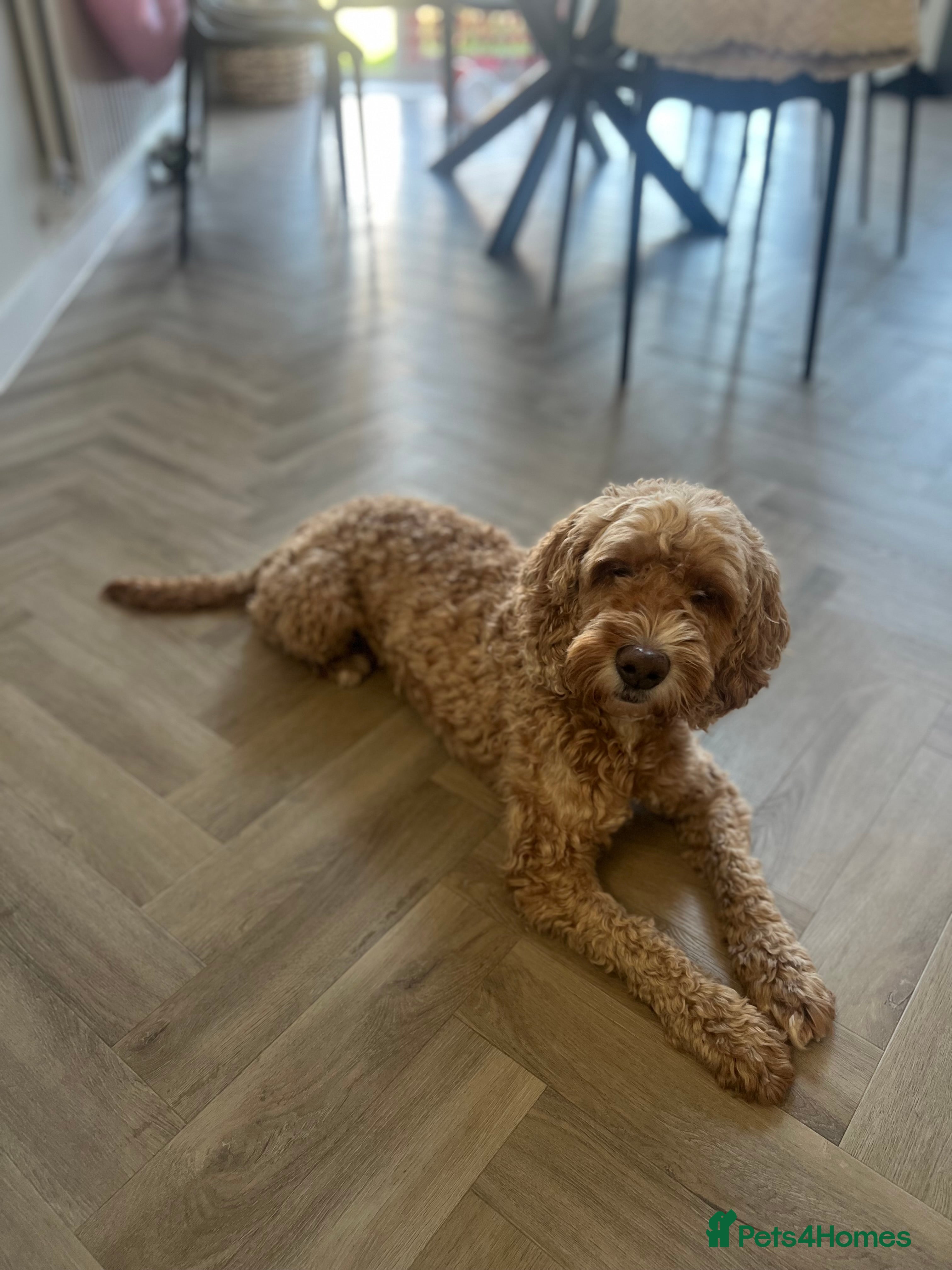 Cockapoo dogs Looking for his forever home  - Advert 12