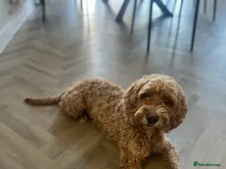 Cockapoo dogs Looking for his forever home - Advert 12