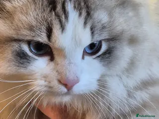 Ragdoll cats Unfortunate rehoming - Advert 14