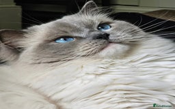 Ragdoll cats for sale: Adorable Ragdoll Kitten Fife Registered Breeder - Image 15