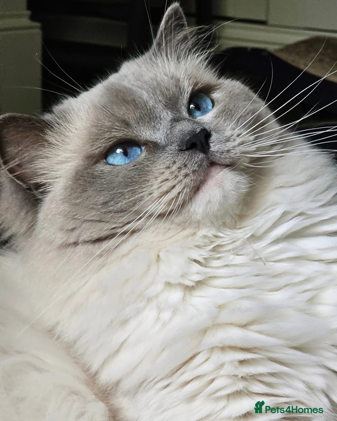 Ragdoll cats for sale: Adorable Ragdoll Kitten Fife Registered Breeder - Image 15