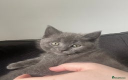 British Shorthair cats for sale: BTS x Ragdoll - Image 10