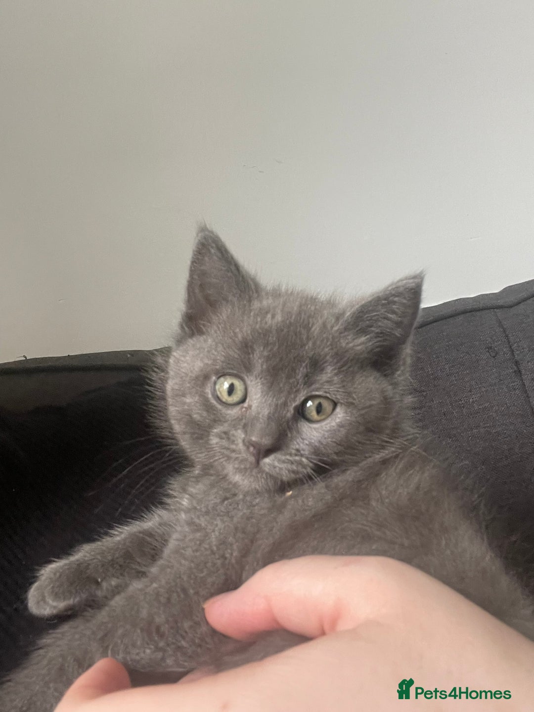 British Shorthair cats for sale: BTS x Ragdoll - Image 10