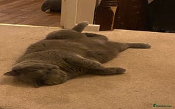 British Shorthair cats for sale: British blue BSH  - Image 13