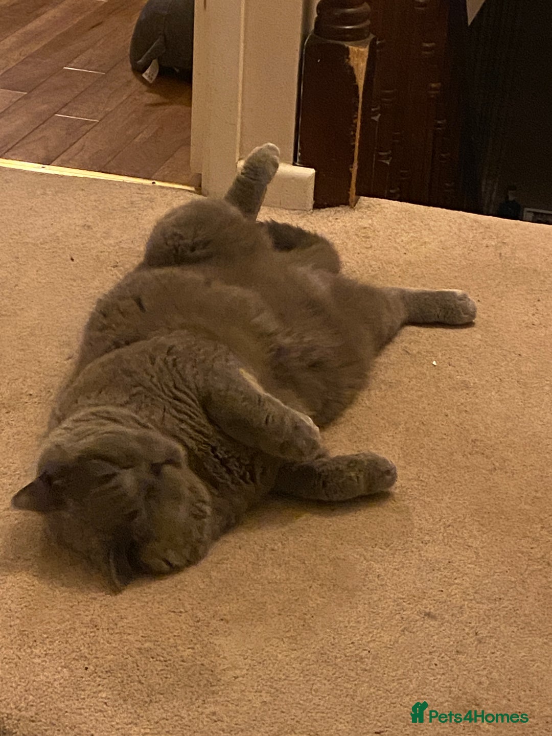 British Shorthair cats for sale: British blue BSH  - Image 13