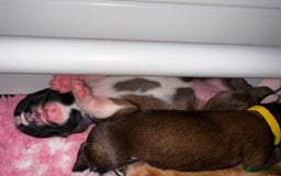 Boxer dogs for sale: Boxer Puppies KC registered  - Image 19